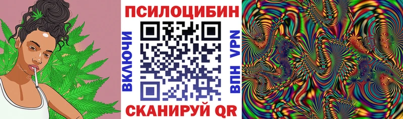 Купить где  Плавск  Галлюциногенные грибы Psilocybe 